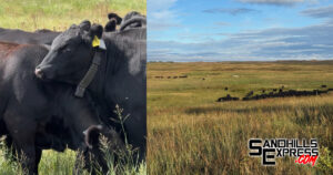 Adaptive grazing field day explores virtual fencing at McGinn Ranch