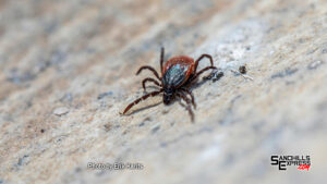 Nebraska tick surveillance detects Heartland, Bourbon viruses