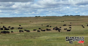 Nebraska Extension hosting virtual fencing webinar series for cattle producers